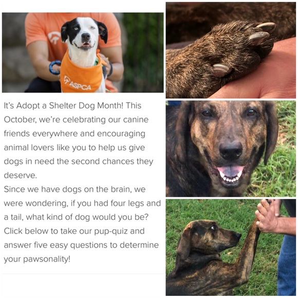 OCTOBER IS ADOPT A DOG 🐕 FROM A SHELTER MONTH THIS IMO SHOULD BE EVERY MONTH🐾 - Picture 1 of 3
